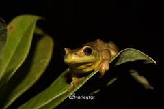 Dendropsophus bogerti
