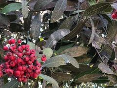 Heliothrips haemorrhoidalis