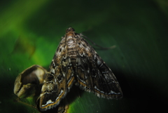 Oligostigmoides