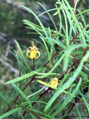 Persoonia nutans