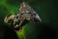 Oligostigmoides