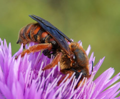 Rhodanthidium siculum