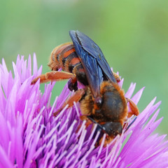 Rhodanthidium siculum