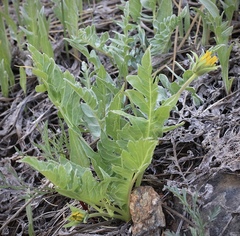 Balsamorhiza sericea