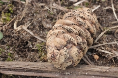 Phragmotrichum chailletii