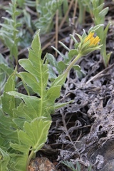 Balsamorhiza sericea