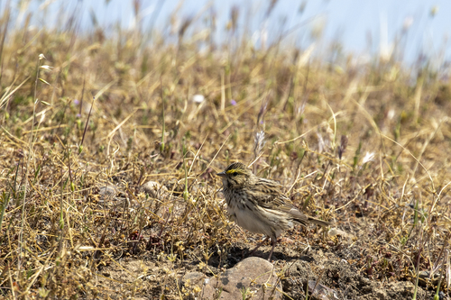 iNaturalist observation photo of Savannah Sparrow