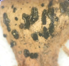 Phragmotrichum chailletii