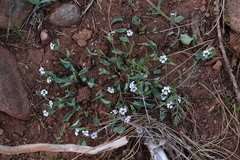 Viola cuneata