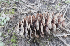 Phragmotrichum chailletii