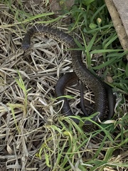 Coluber constrictor