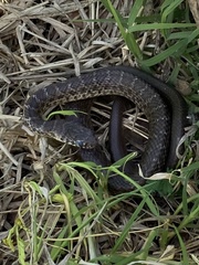 Coluber constrictor