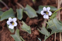 Viola cuneata