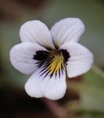 Viola cuneata