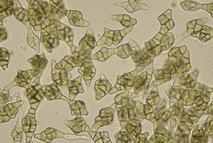 Phragmotrichum chailletii