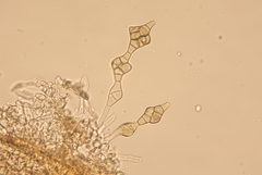 Phragmotrichum chailletii