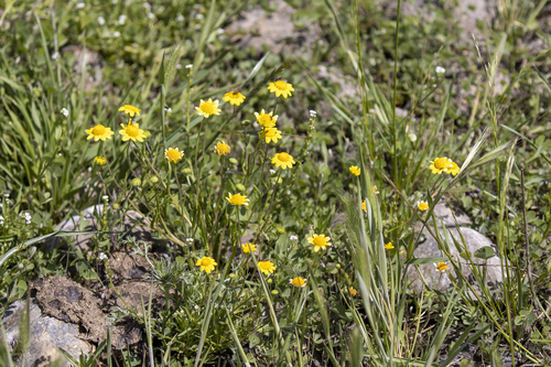iNaturalist observation photo of common goldfields