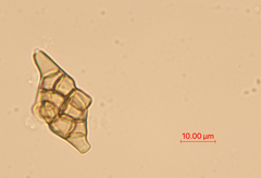 Phragmotrichum chailletii