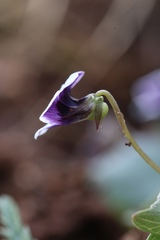 Viola cuneata