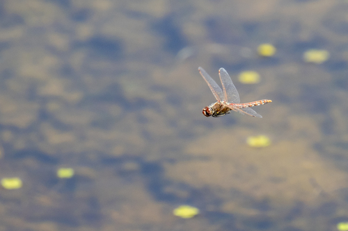 iNaturalist observation photo of Variegated Meadowhawk