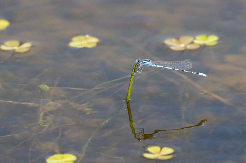 iNaturalist observation photo of Bluets