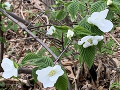 Rhodotypos scandens