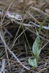 Erythronium citrinum