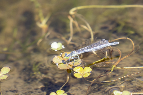 iNaturalist observation photo of Western Forktail