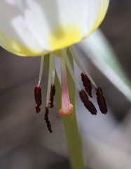 Erythronium citrinum