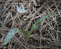 Erythronium citrinum