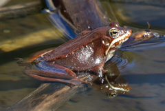 Lithobates sylvaticus image