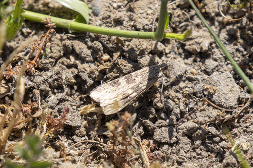 iNaturalist observation photo of Lucerne Moth