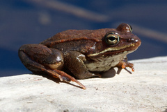 Lithobates sylvaticus image