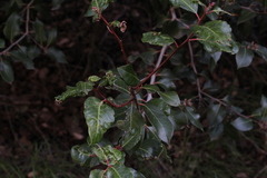 Rhus ovata