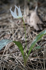 Erythronium citrinum