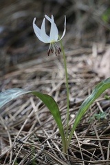 Erythronium citrinum