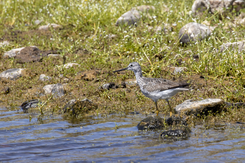 iNaturalist observation photo of Greater Yellowlegs