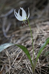 Erythronium citrinum