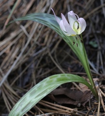 Erythronium citrinum