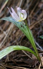 Erythronium citrinum