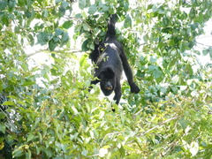 Alouatta pigra image