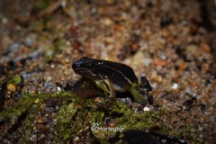 Leucostethus fraterdanieli