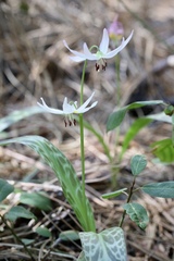 Erythronium citrinum