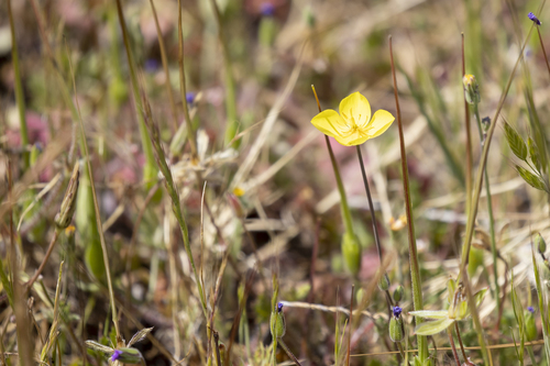 iNaturalist observation photo of Eschscholzia