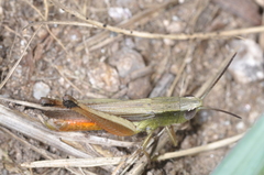 Amblytropidia australis