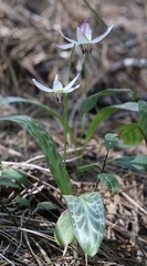 Erythronium citrinum