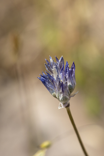 iNaturalist observation photo of blue dicks