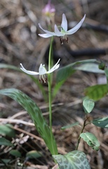 Erythronium citrinum