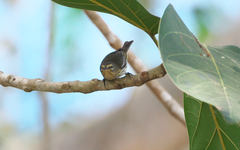 Setophaga tigrina