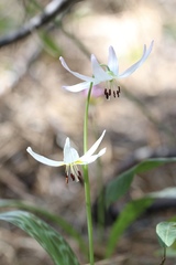Erythronium citrinum